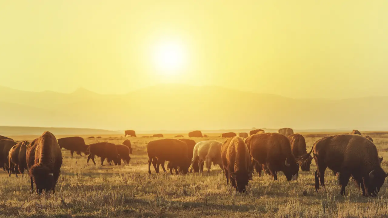Are There Buffaloes Flying in Your Company? What Leadership Looks Like When You Are Not in the Room