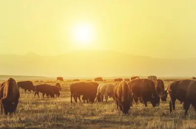 Are There Buffaloes Flying in Your Company? What Leadership Looks Like When You Are Not in the Room